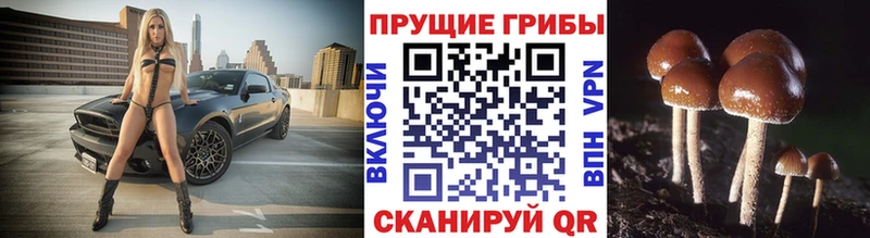 Псилоцибиновые грибы MAGIC MUSHROOMS  OMG рабочий сайт  Абинск  купить наркотики цена 